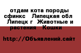 отдам кота породы сфинкс - Липецкая обл., Липецк г. Животные и растения » Кошки   